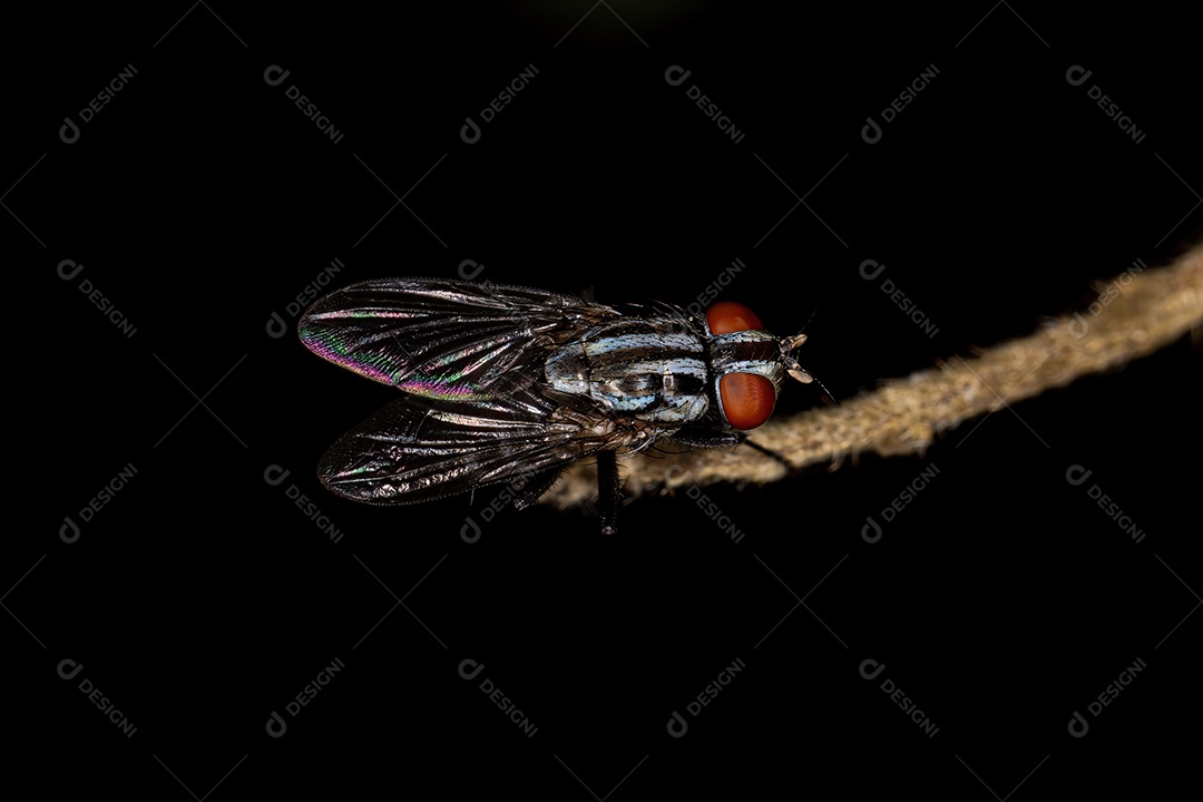 Mosca de carne adulta da família Sarcophagidae