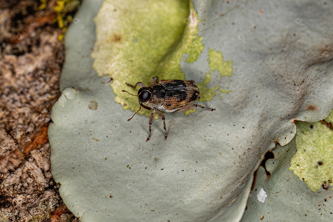 Gorgulho Verdadeiro Adulto da Subfamília Conoderinae