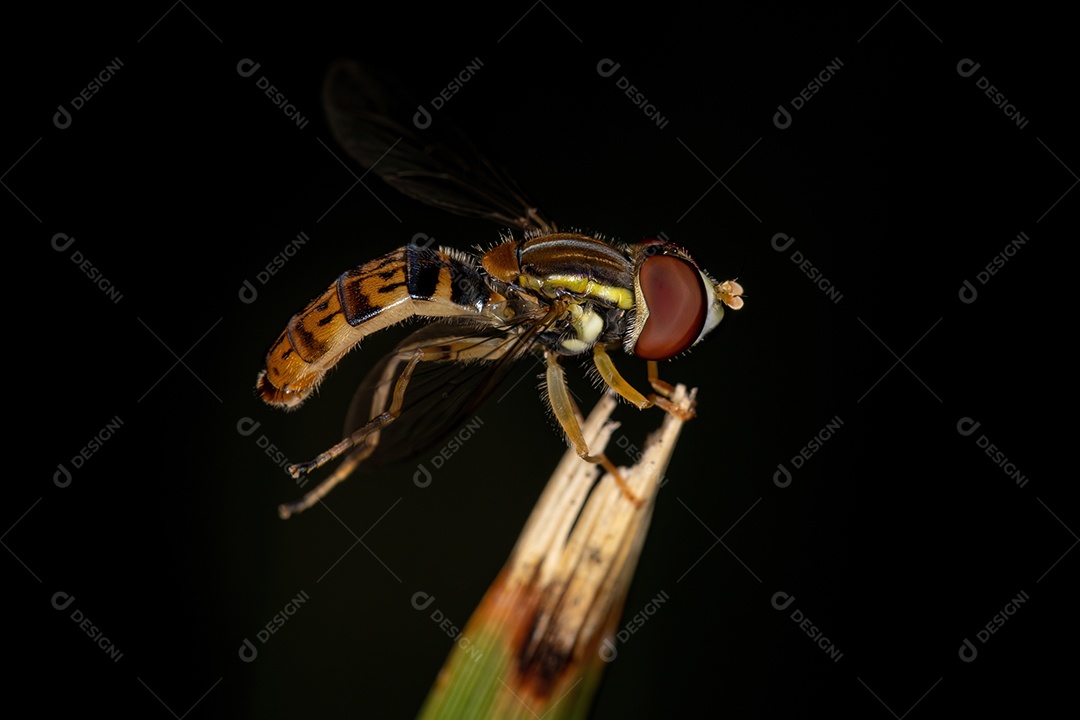 Mosca calígrafa adulta do gênero Toxomerus