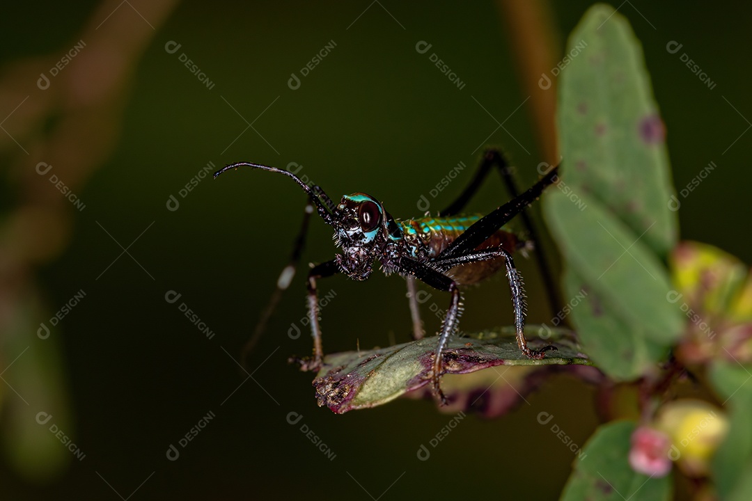 Folha Katydid Ninfa da Subfamília Phaneropterinae