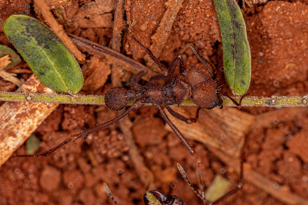 Formiga cortadeira Atta adulta do gênero Atta
