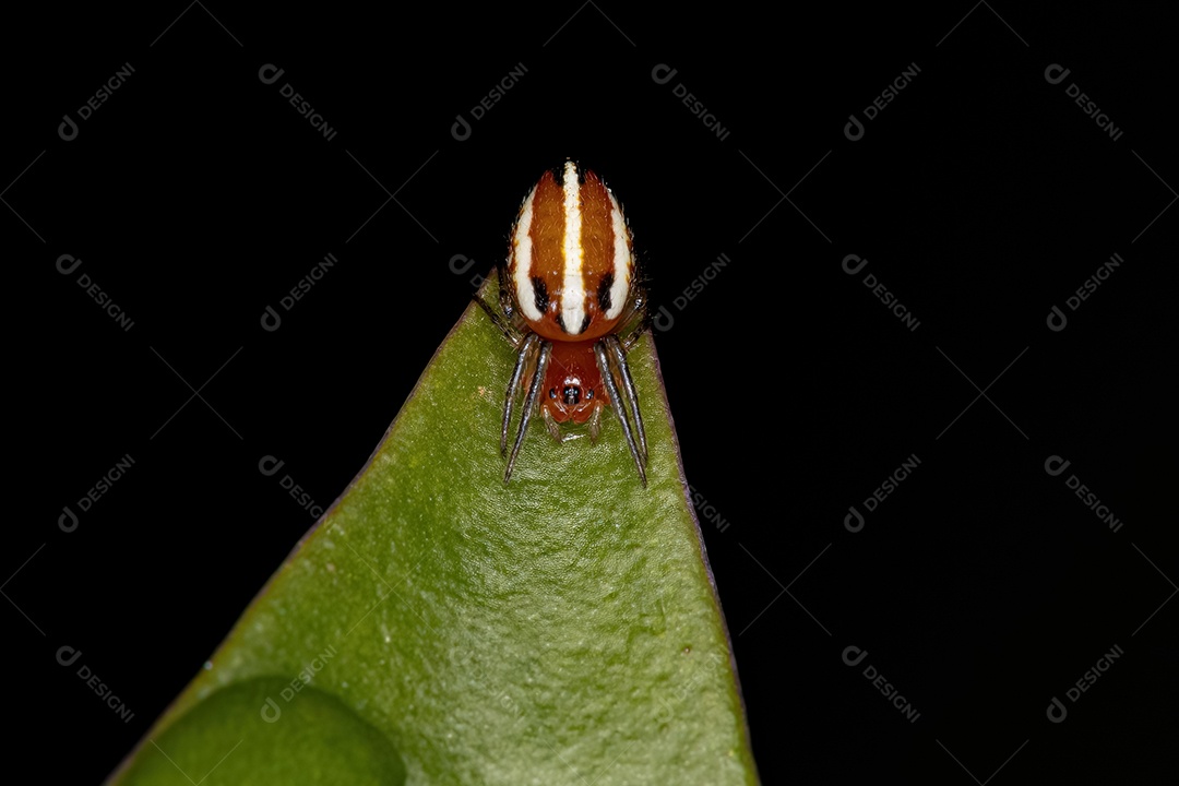 Aranha Orbweaver típica da espécie Alpaida rubellula