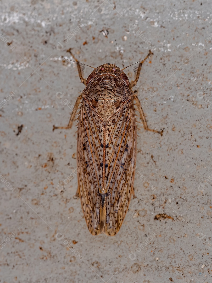 Cigarrinha Típica da Tribo Gyponini