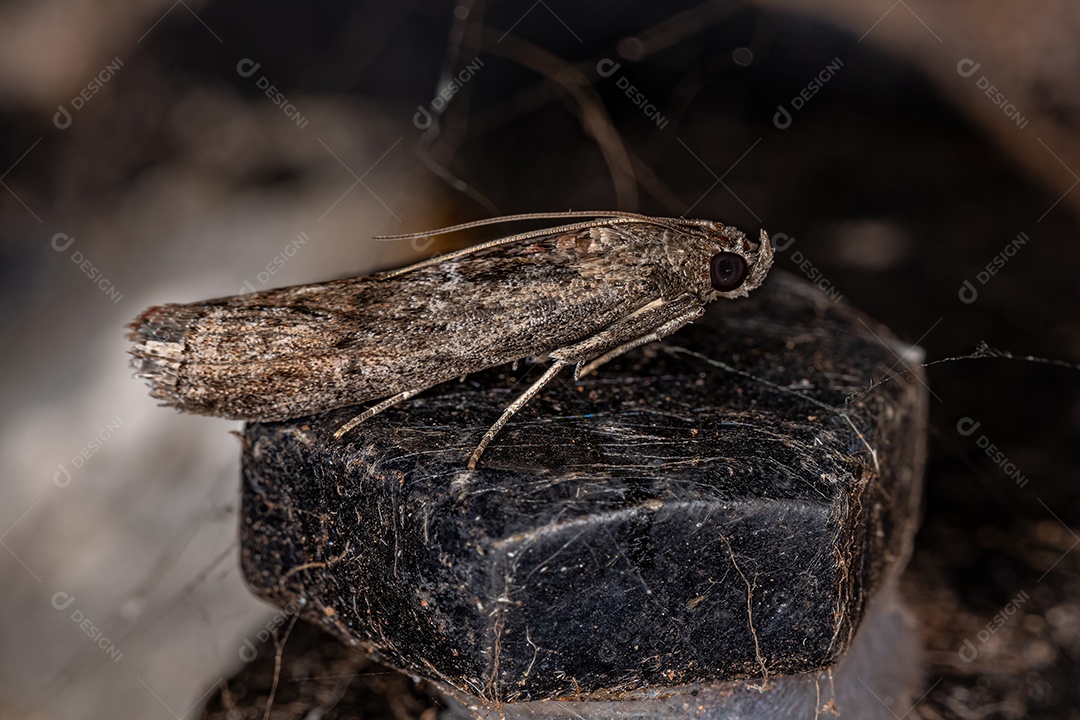 Mariposa de focinho piralídeo adulta da família Pyralidae