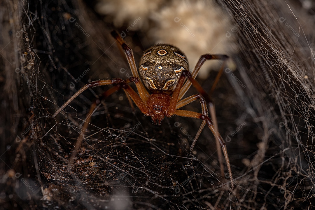Aranha Viúva Marrom Adulto Fêmea da espécie Latrodectus geometricus