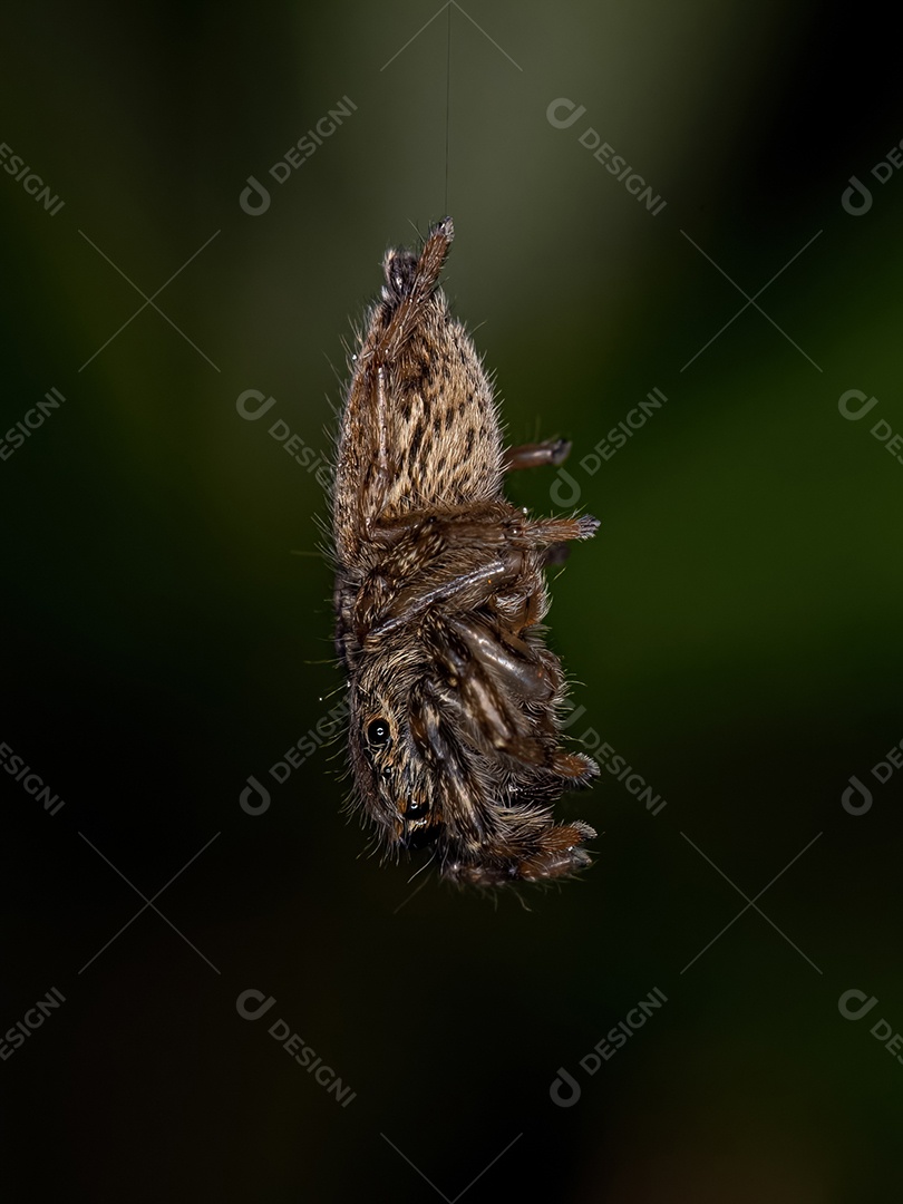 Pequena Aranha Saltadora do Gênero Freya