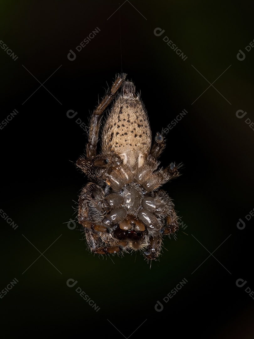 Pequena Aranha Saltadora do Gênero Freya