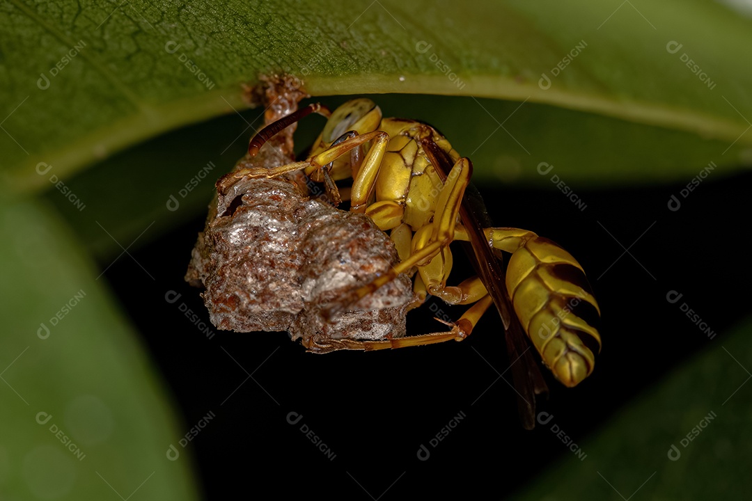 Vespa de papel de cintura longa adulta do gênero Mischocyttarus