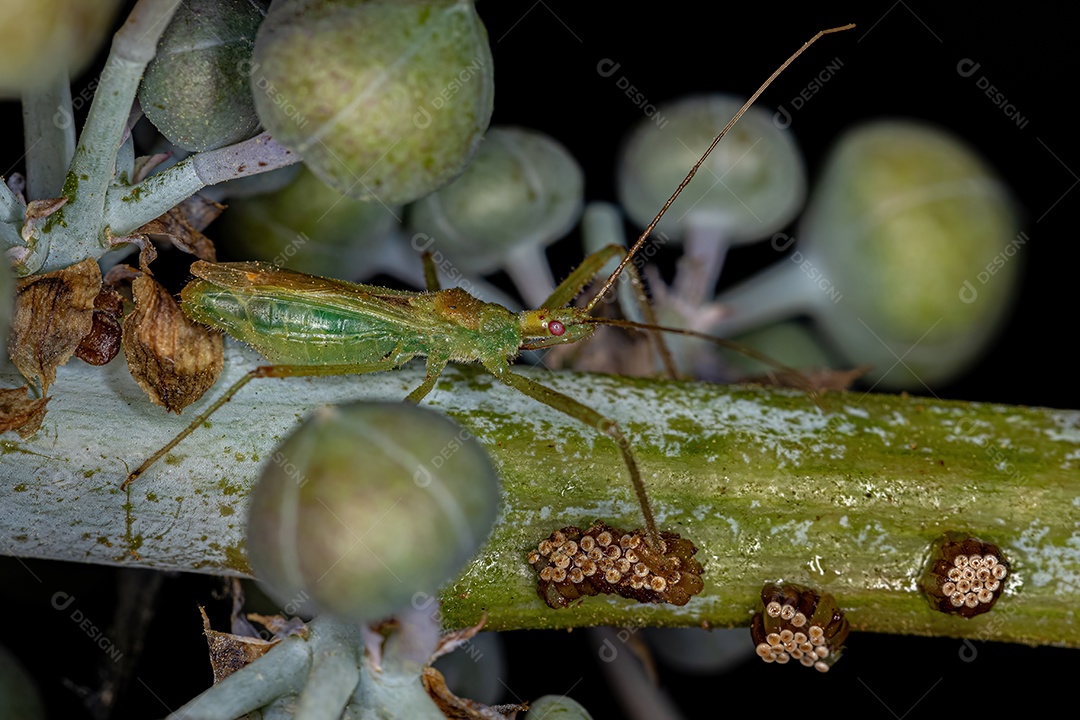 Inseto Assassino Adulto da Tribo Harpactorini