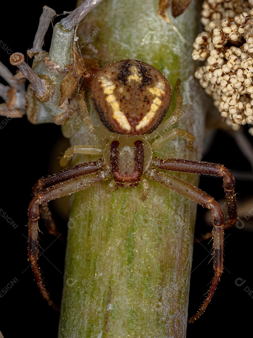 Aranha Caranguejo Fêmea Pequena da Família Thomisidae