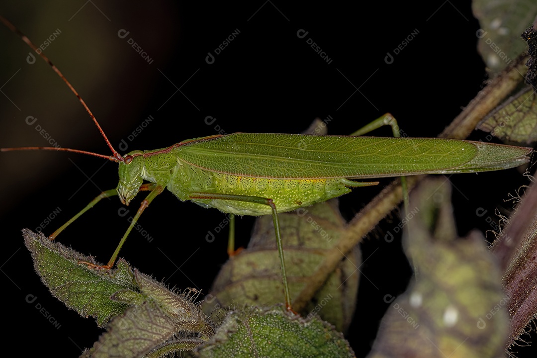 Faneropterina Katydid adulta da tribo Aniarellini