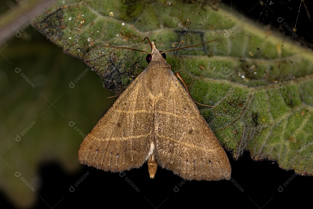 Mariposa da ninhada adulta da subfamília Herminiinae