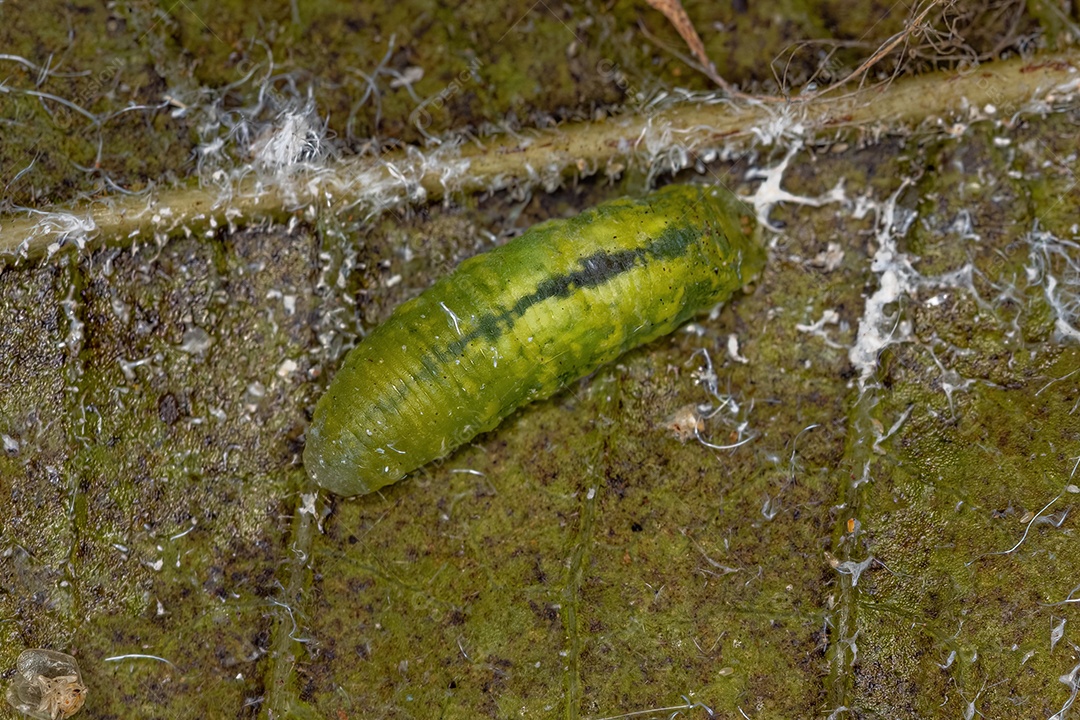 Pequenas larvas de mosca flutuante da tribo Syrphini