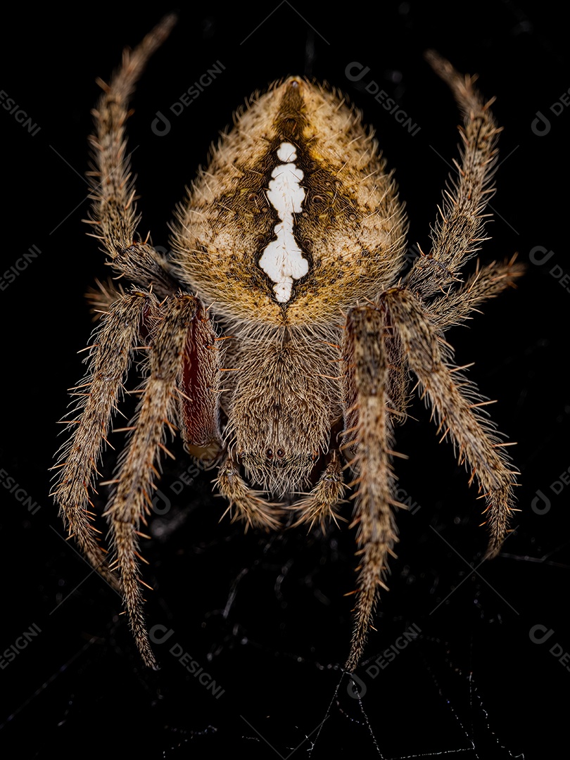 Feminino Adulto Típico Orbweaver da espécie Eriophora edax