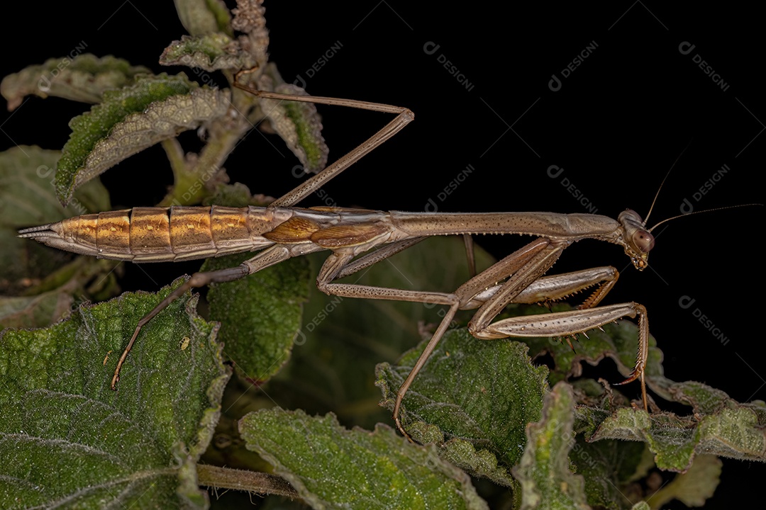 Mantídeos Ninfa de insetos do gênero Oxyopsis