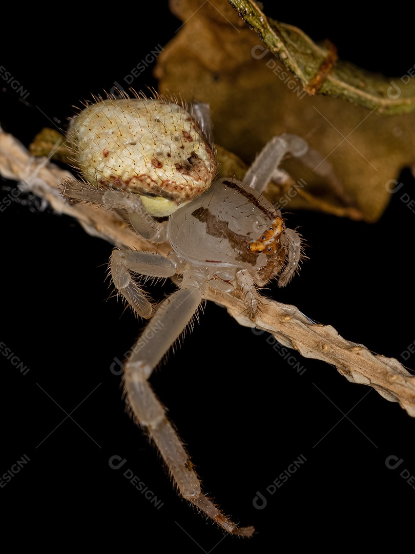 Aranha Caranguejo Fêmea Pequena da Família Thomisidae