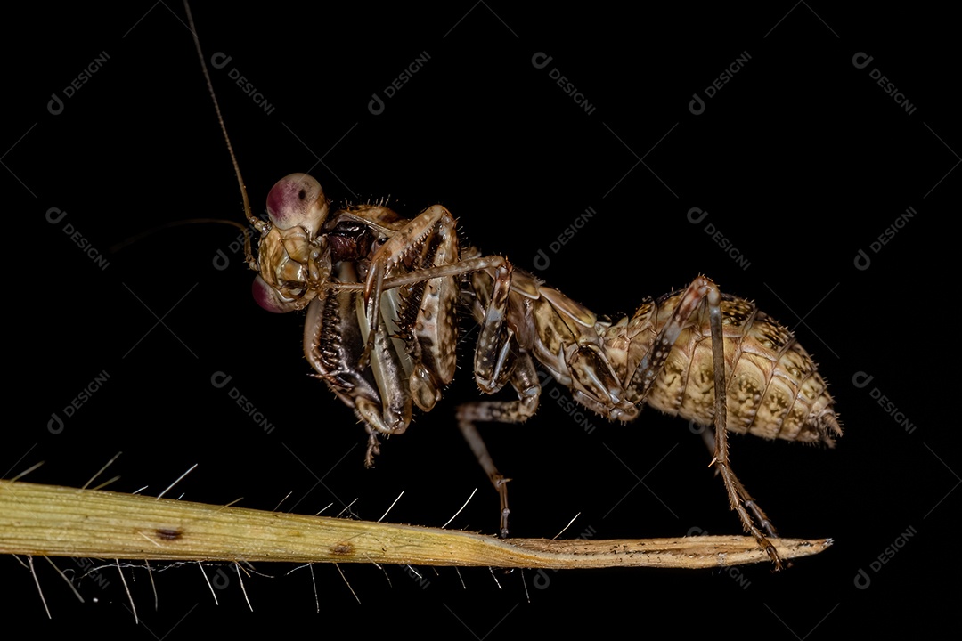 Ninfa Acontistid Mantis do Gênero Acontista