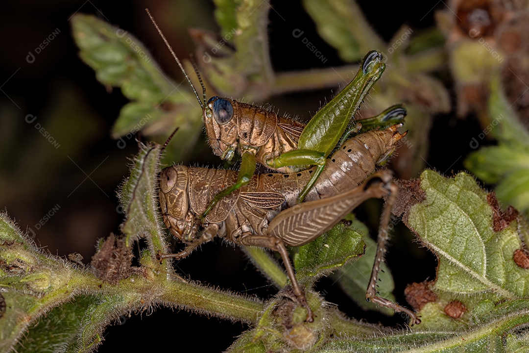 Gafanhotos adultos da subfamília Melanoplinae acasalamento