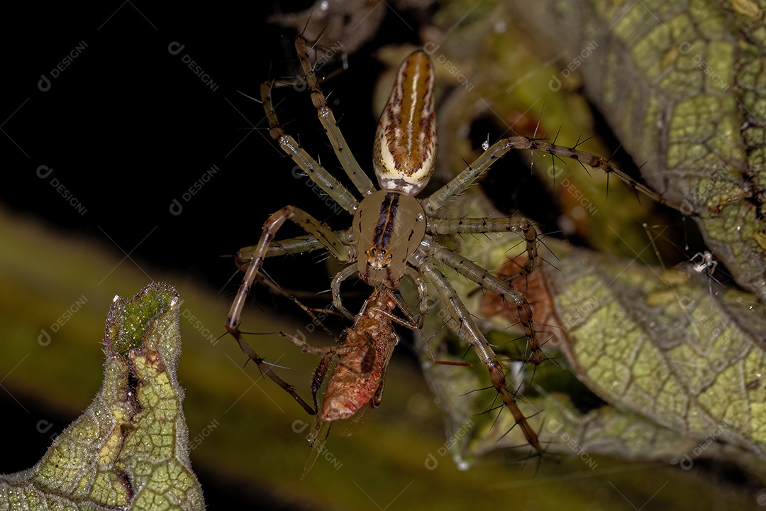 Aranha Lince Fêmea adulta da espécie Peucetia rubrolineata atacando um inseto de planta sem perfume da família Rhopalidae
