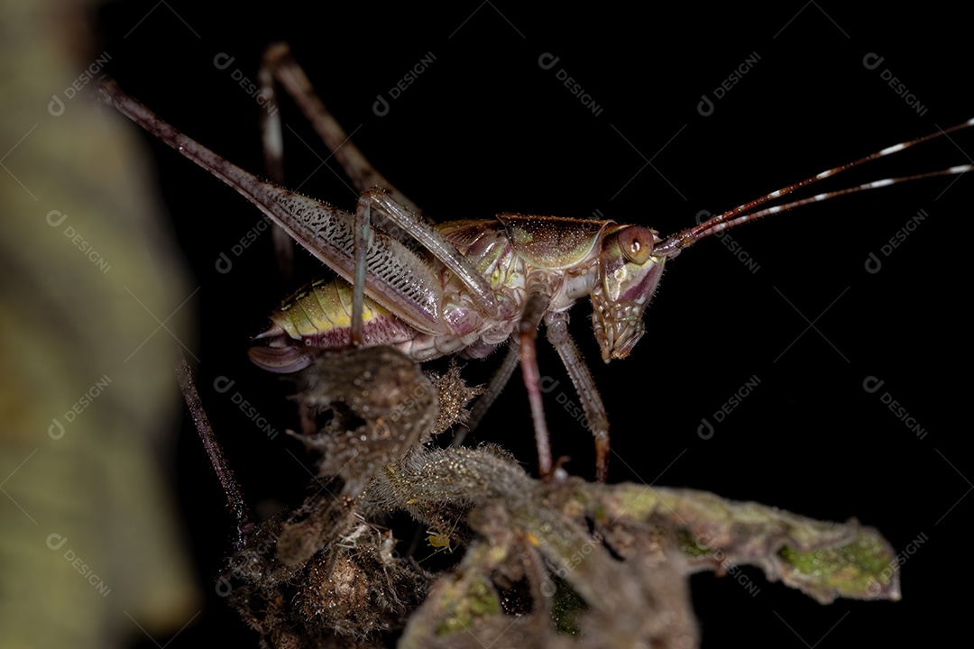 Folha Katydid Ninfa da Subfamília Phaneropterinae
