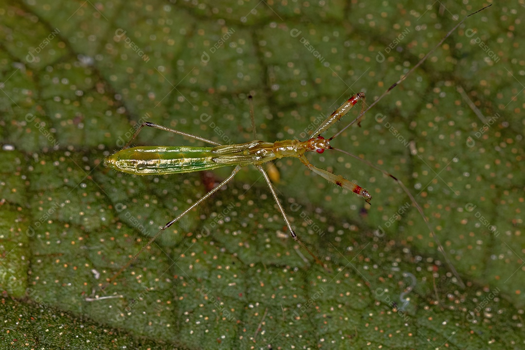 Assassin Bug Ninfa da espécie Bactrodes misionensis