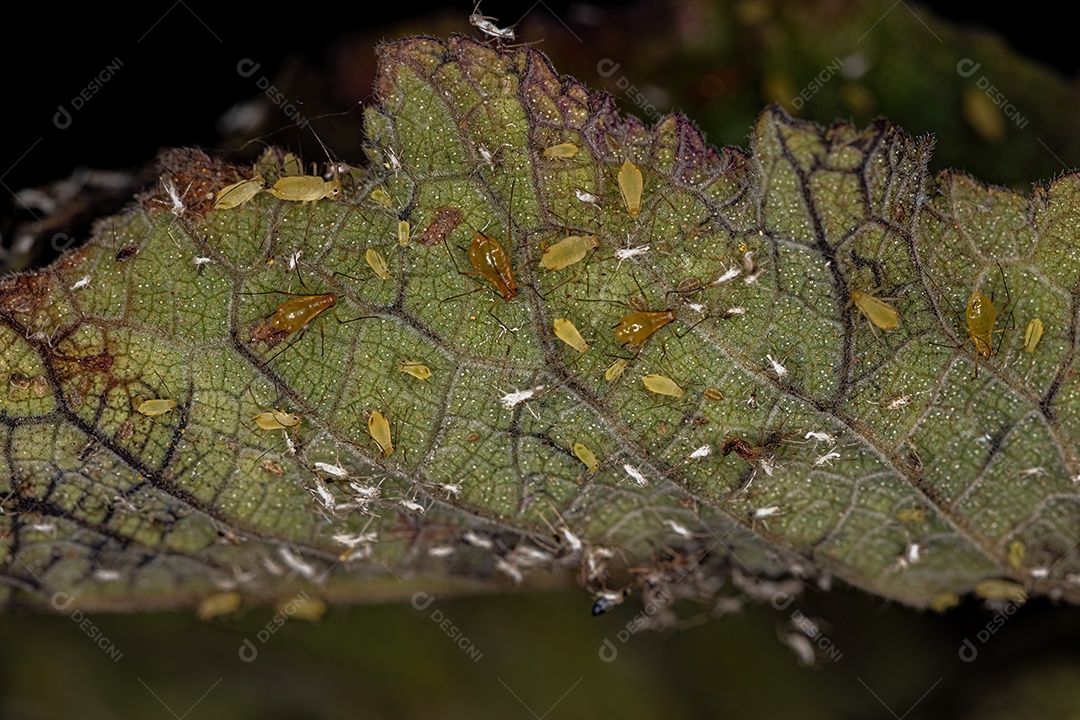 Grupo de pequenos pulgões verdes da Família Aphididae