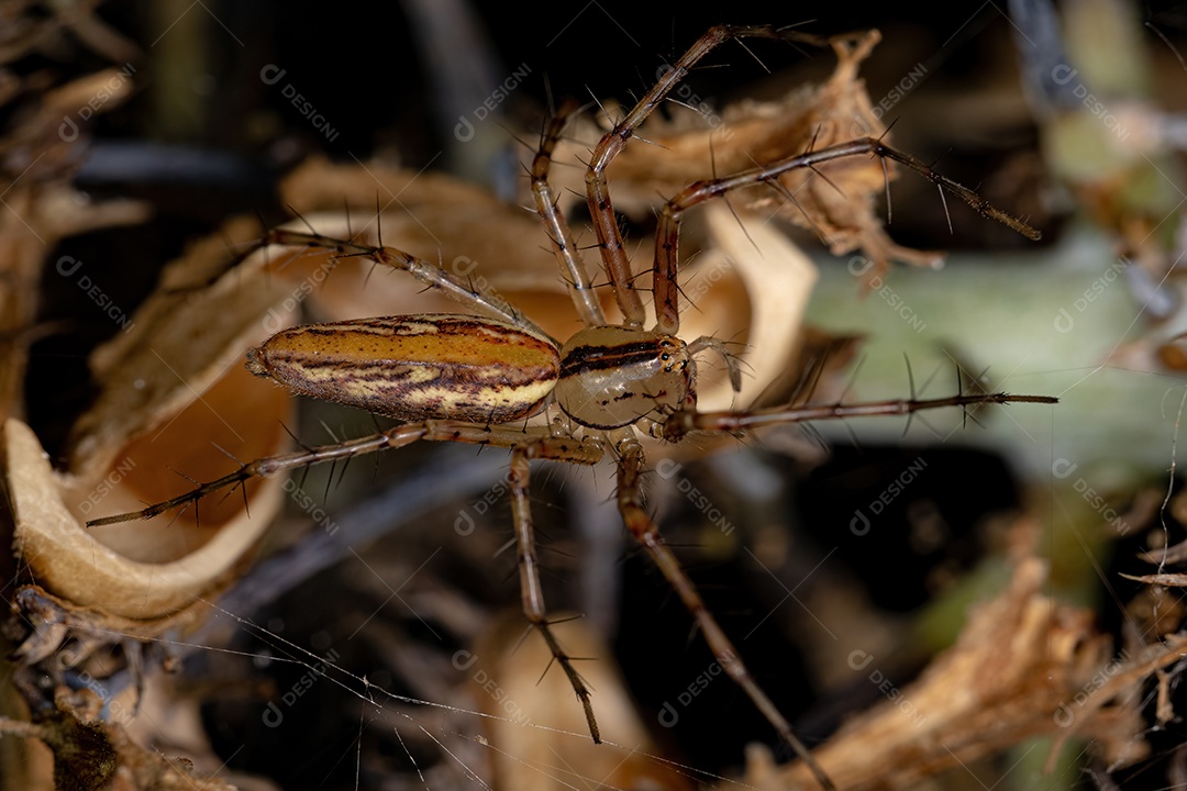 Lagarta pequena da mariposa tigre do gênero Lophocampa