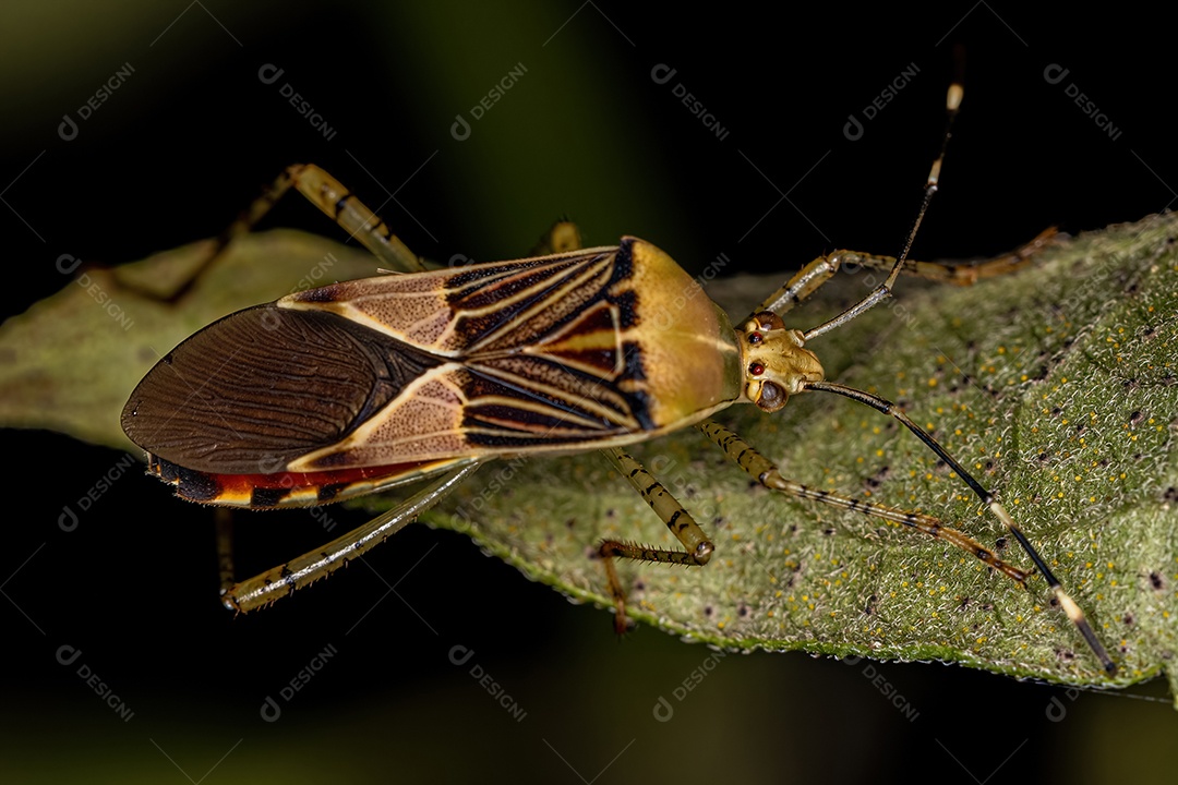 Inseto adulto da espécie Hypselonotus fulvus