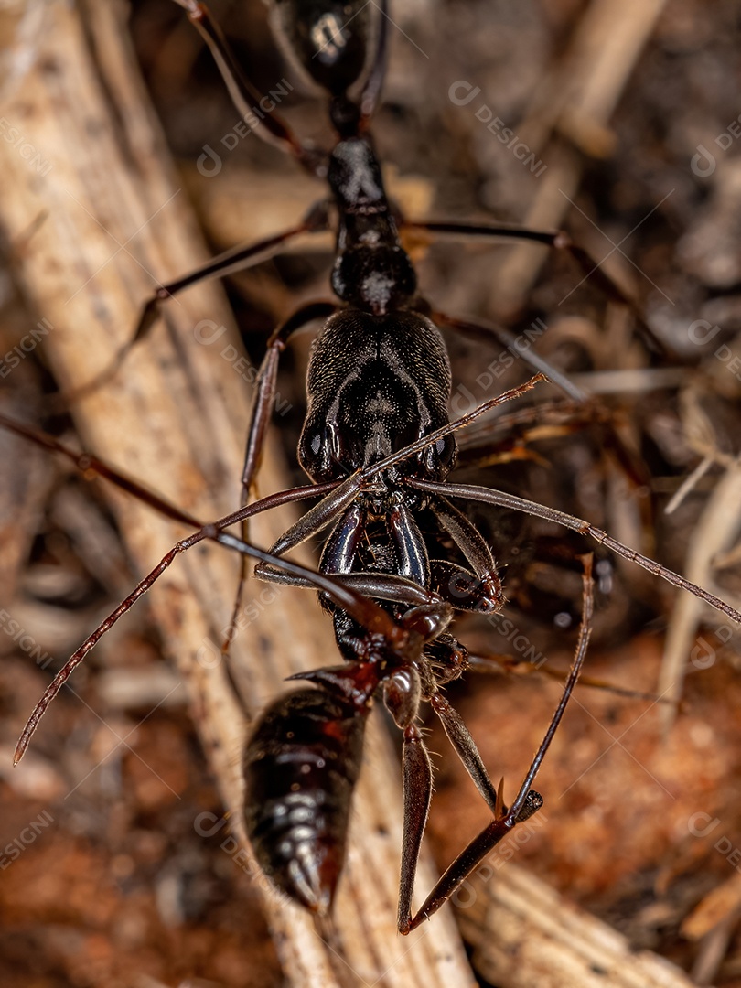 Formiga-mandíbula adulta do gênero Odontomachus carregando uma formiga morta da mesma espécie