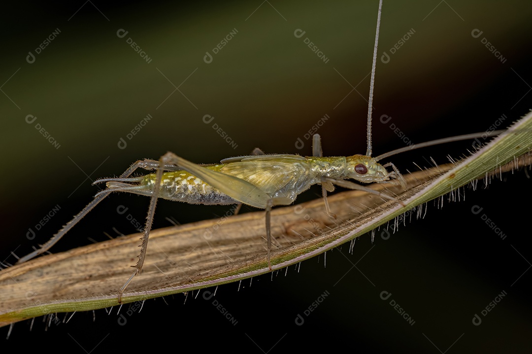 Ninfa de grilo de árvore comum do gênero Oecanthus