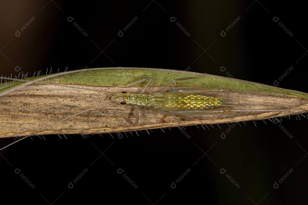 Ninfa de grilo de árvore comum do gênero Oecanthus