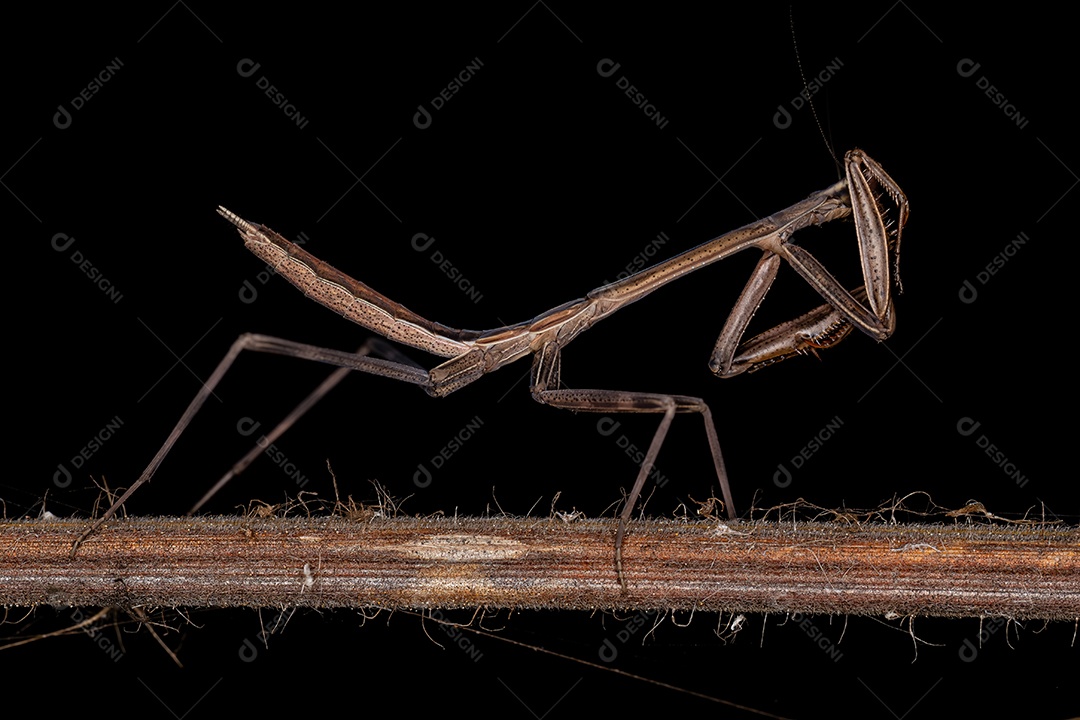 Pequena ninfa mantídeo do gênero Oxyopsis