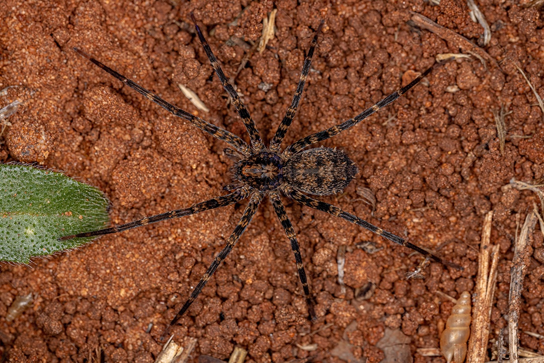 Aranha errante adulta da família Ctenidae