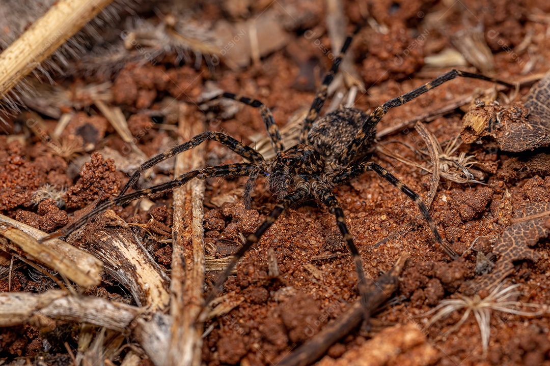 Aranha errante adulta da família Ctenidae