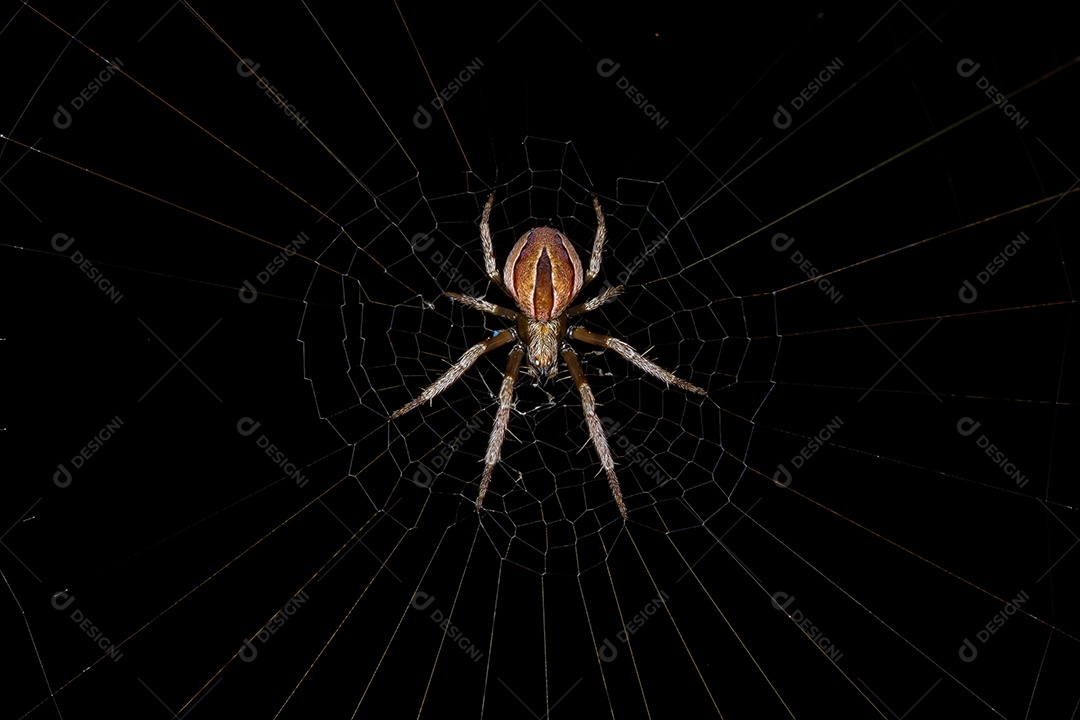 Pequeno Orbweaver Típico do Gênero Acacesia