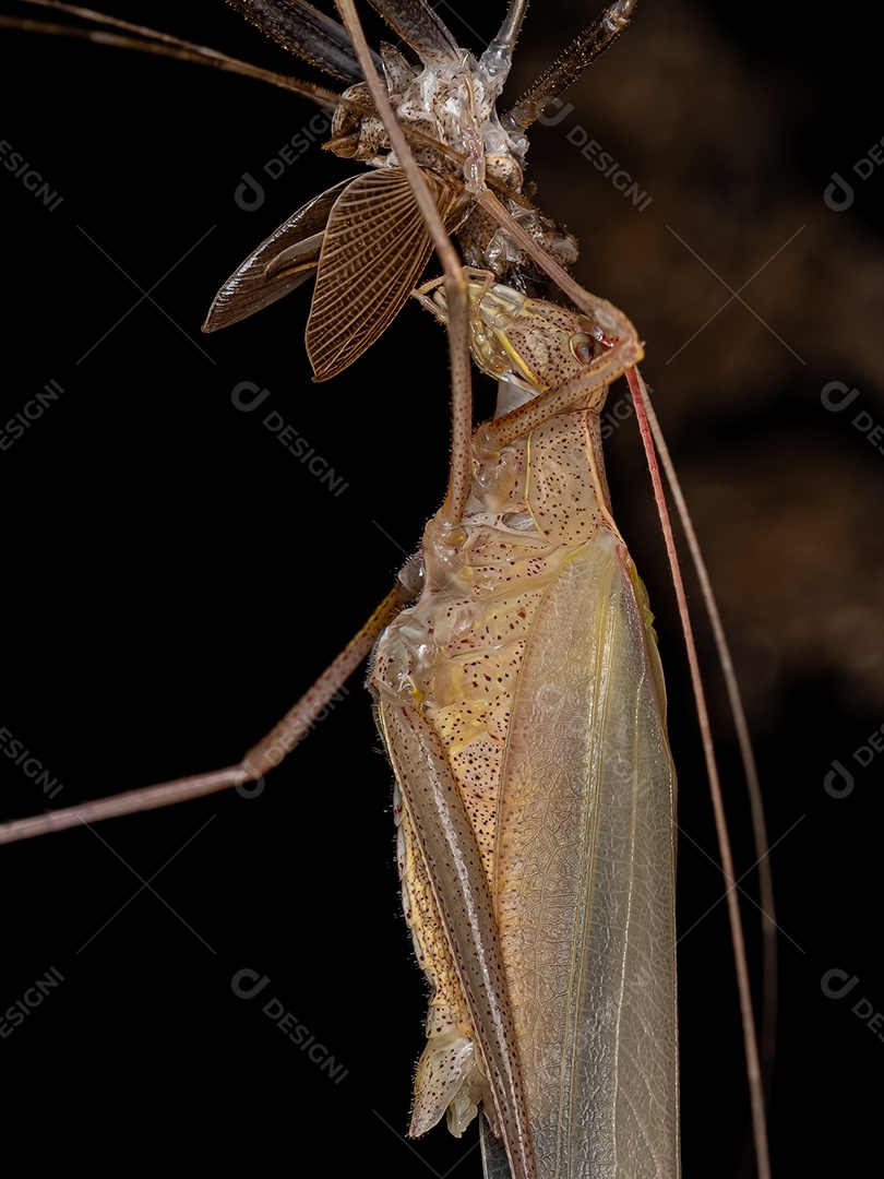 Faneropterina adulta Katydid da Tribo Aniarellini recém-amadurecido