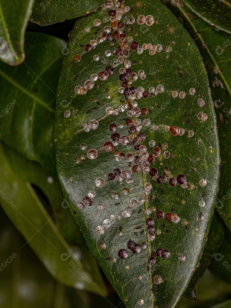 Pequenas moscas-brancas insetos da família Aleyrodidae