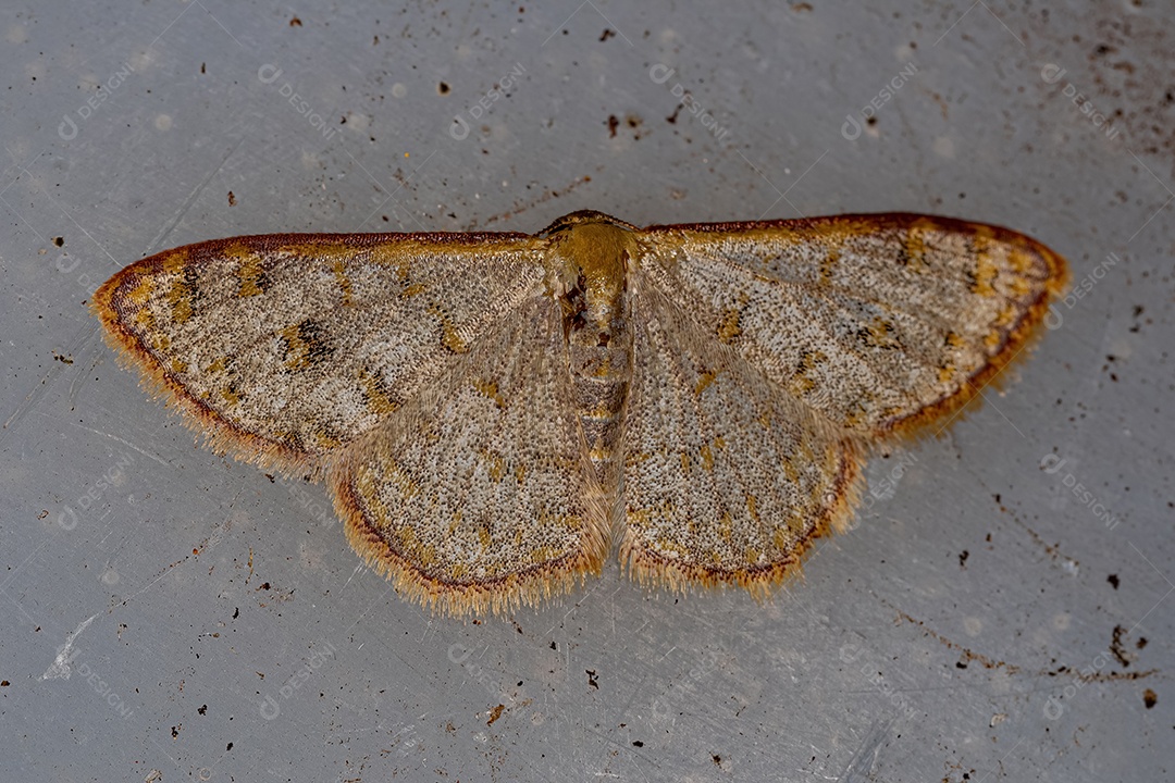 Mariposa geômetra adulta do gênero Leptostales