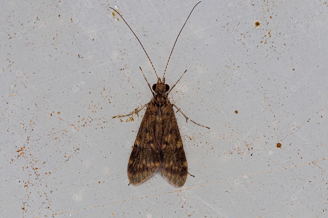 Caddisfly fiador de rede adulto do gênero Smicridea