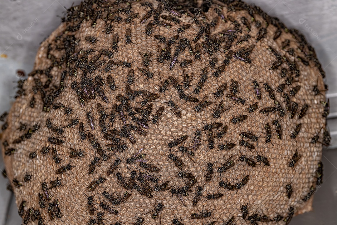 Vespas de mel de cintura longa adultas do subgênero Myrapetra