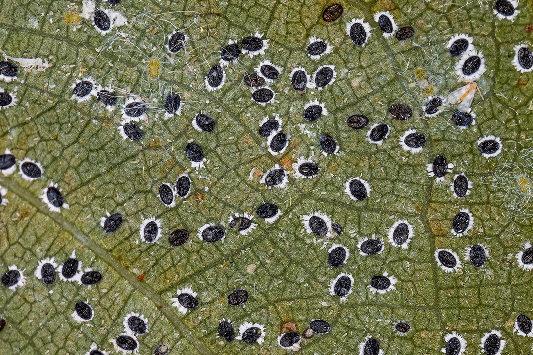 Pequenas moscas-brancas insetos da família Aleyrodidae