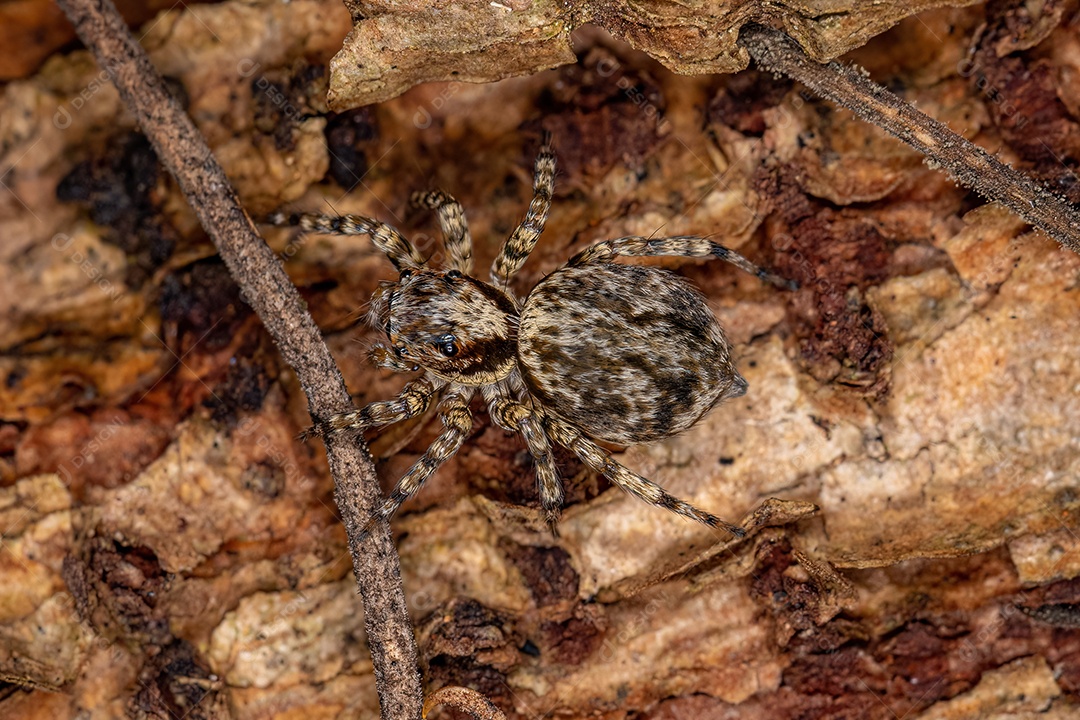 Pequena aranha saltadora da tribo Euophryini