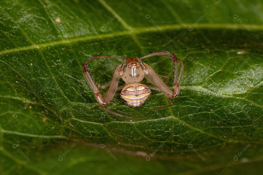 Pequena Aranha Pirata do Gênero Gelanor