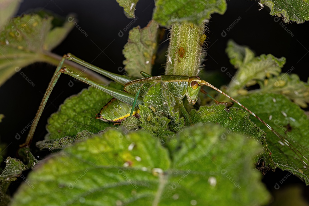 Folha Katydid Ninfa da Subfamília Phaneropterinae