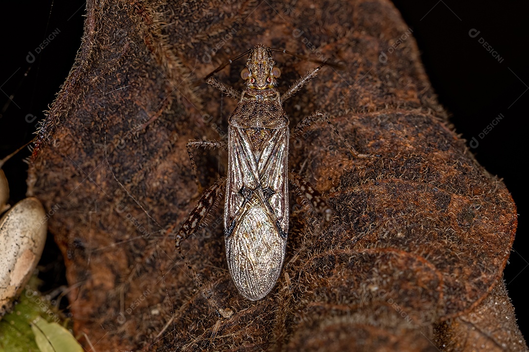 Inseto de planta adulto sem cheiro da família Rhopalidae