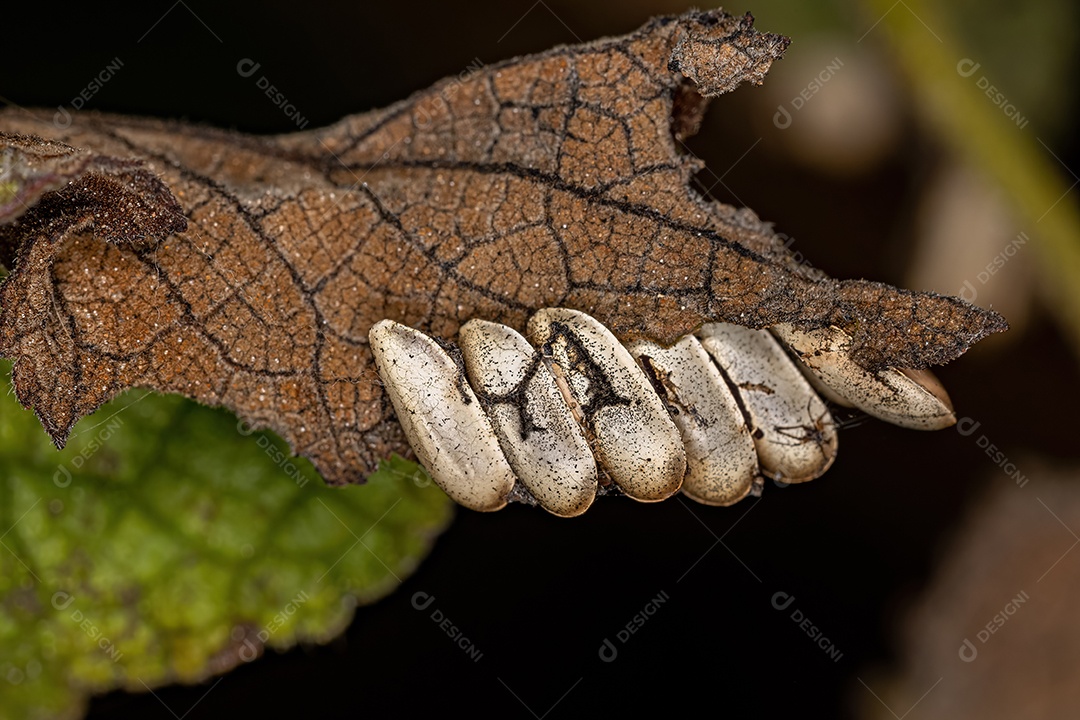 Folha Katydid Ovos chocados da Subfamília Phaneropterinae