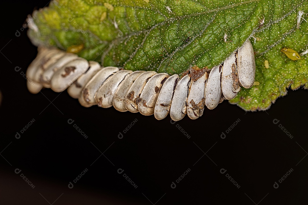 Folha Katydid Ovos chocados da Subfamília Phaneropterinae