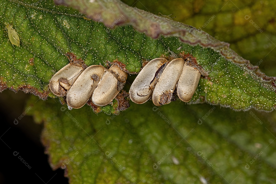 Folha Katydid Ovos chocados da Subfamília Phaneropterinae