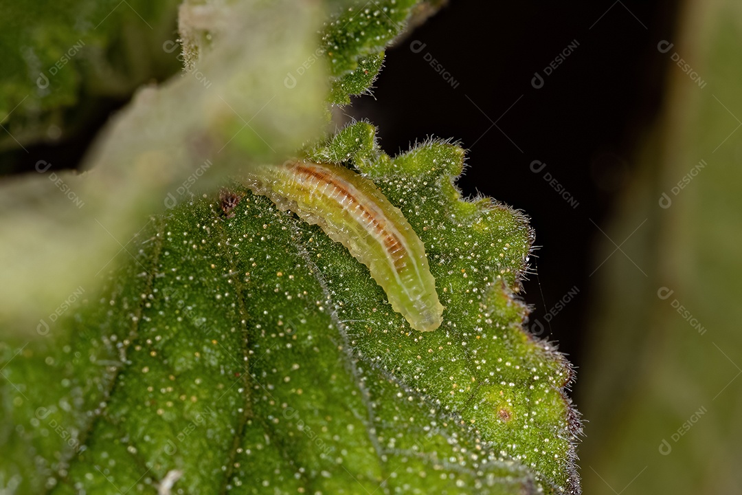 Pequenas larvas de mosca flutuante da família Syrphidae
