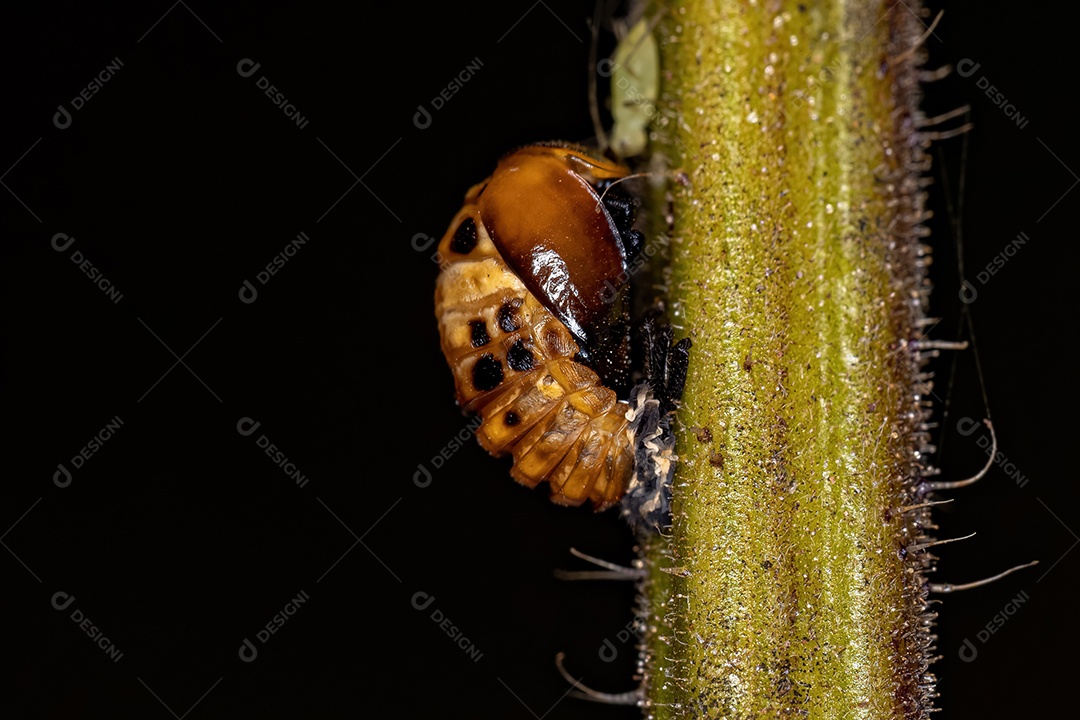 Lady Beetle asiática Pupa da espécie Harmonia axyridis